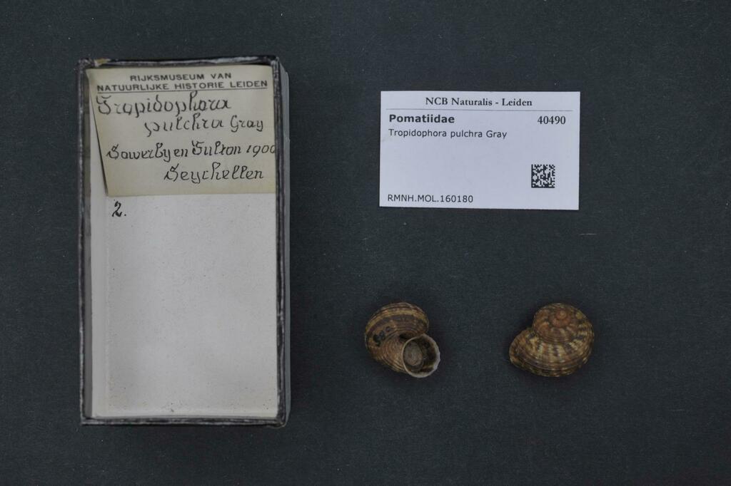 Tropidophora pulchra