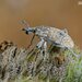 Rhabdorrhynchus crassicornis - Photo (c) shlomi levi, algunos derechos reservados (CC BY-NC), subido por shlomi levi