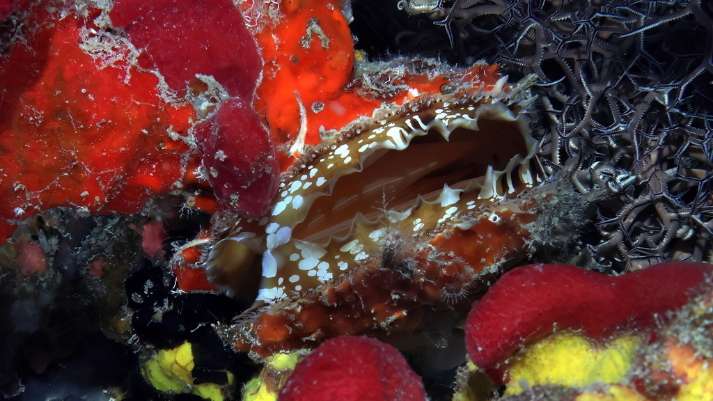 Photo of American Thorny Oyster (Spondylus americanus)