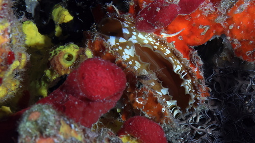 Photo of American Thorny Oyster (Spondylus americanus)
