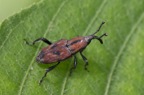 Rhodobaenus suturalis
