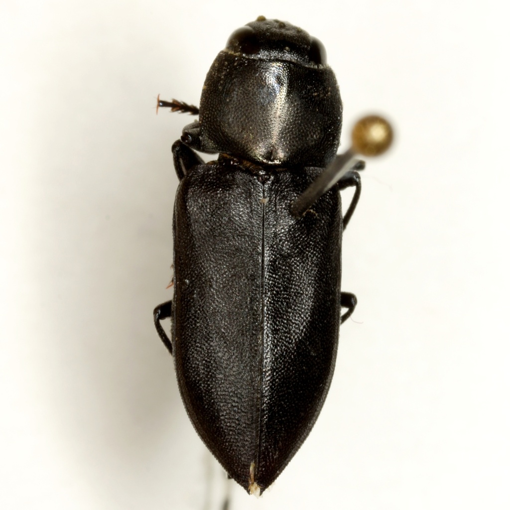 Melanophila atropurpurea
