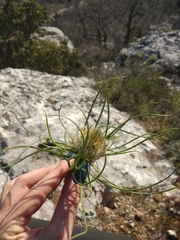 Asphodeline taurica