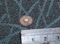 Siphonaria funiculata