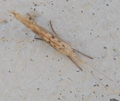 Ypsolopha mucronella