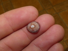 Siphonaria funiculata