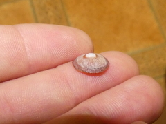 Siphonaria funiculata