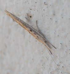 Ypsolopha mucronella