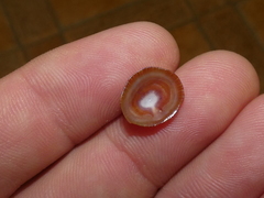 Siphonaria funiculata