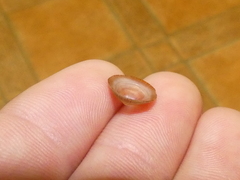 Siphonaria funiculata