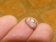 Siphonaria funiculata