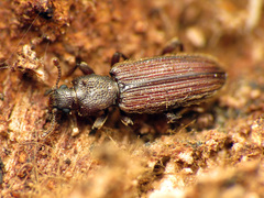 Bothrideres cryptus