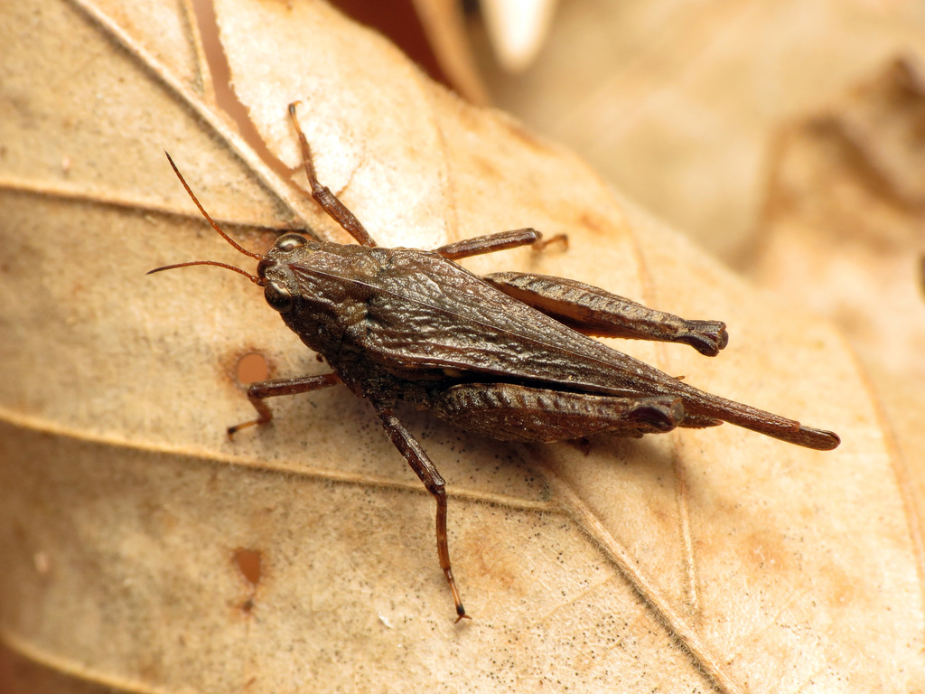 Armored Pygmy Grasshopper