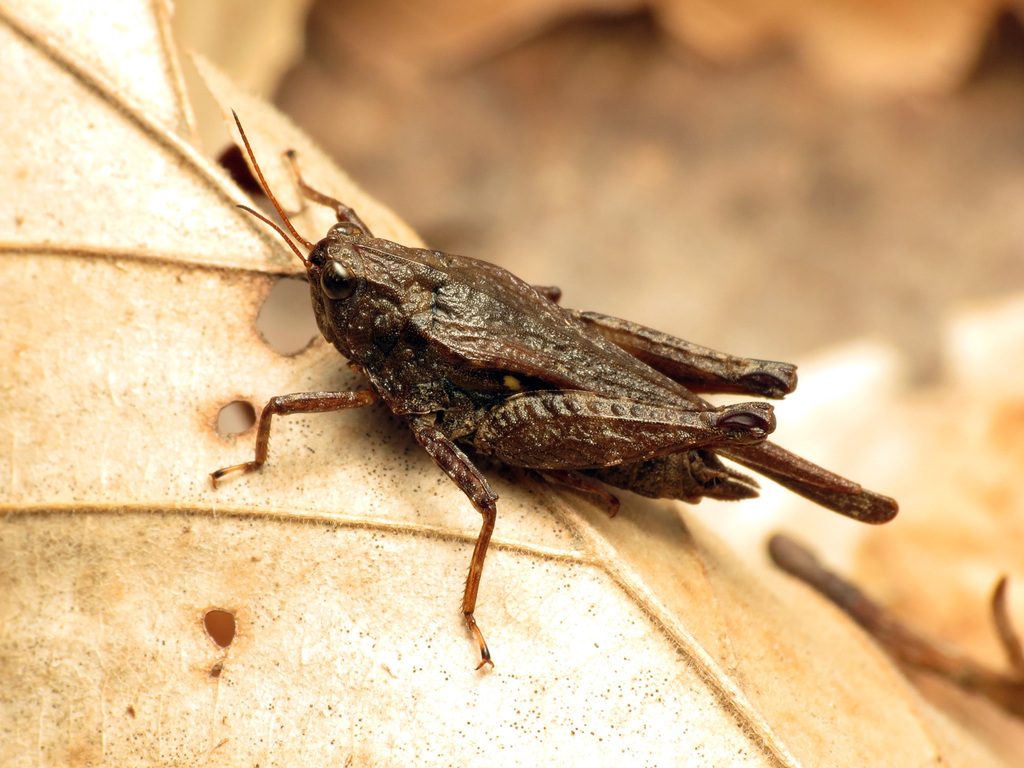 armoured grouse locust