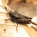 Tettigidea armata - Photo (c) Katja Schulz, algunos derechos reservados (CC BY)