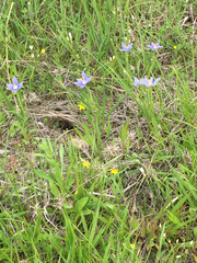 Nemastylis geminiflora
