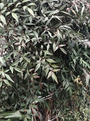 Nandina domestica