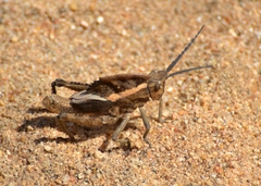 Cultrinotus