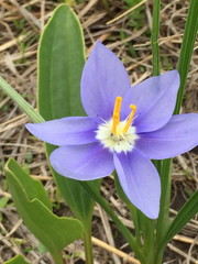 Nemastylis geminiflora