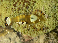 Ancylocaris brevicarpalis