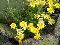 Senecio lyonii