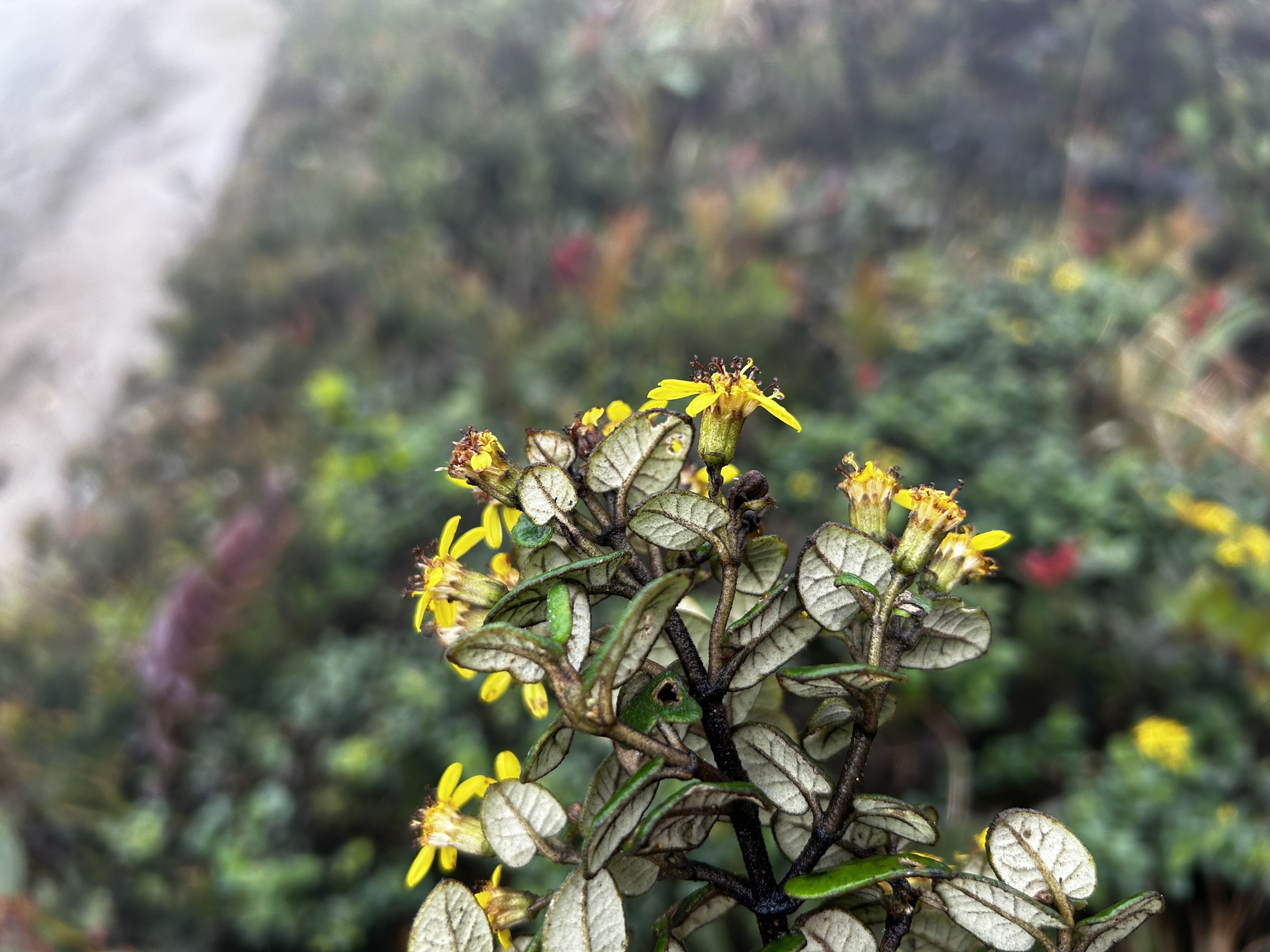 Gynoxys buxifolia image