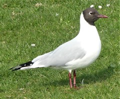 Chroicocephalus ridibundus