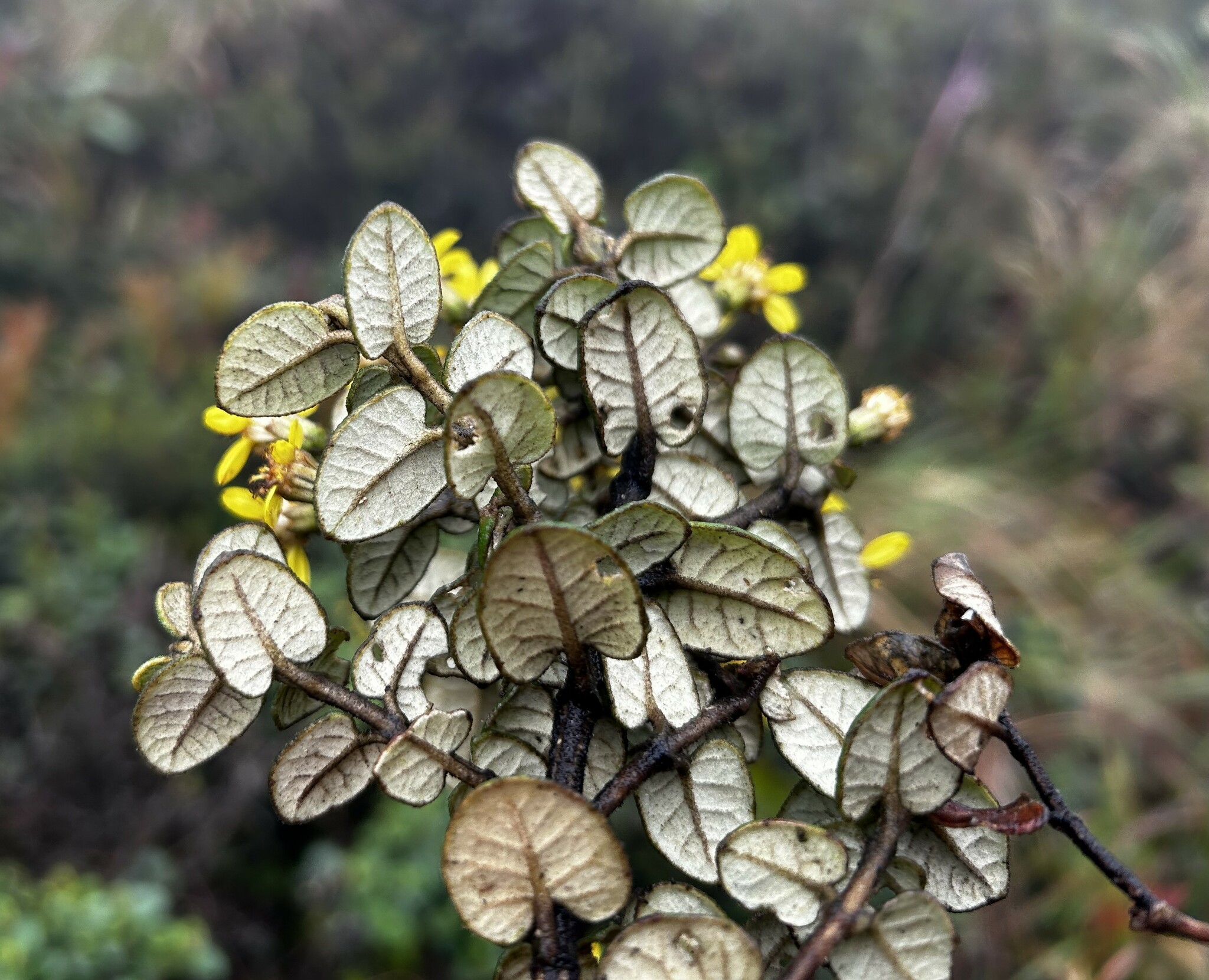 Gynoxys buxifolia image