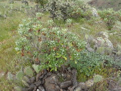 Munzothamnus blairii