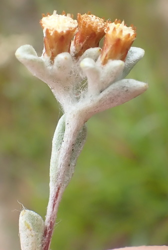 Image of Helichrysum litorale by (c) Nicola van Berkel, some rights reserved (CC BY-SA)