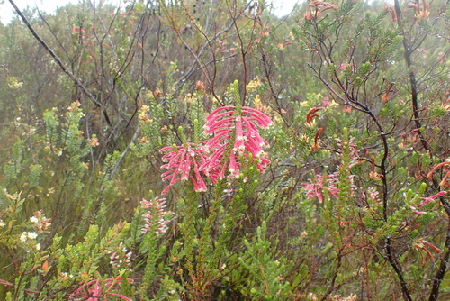 Image of Sticky Red-And-Green Heath (Erica densifolia) by (c) Nicola van Berkel, some rights reserved (CC BY-SA)