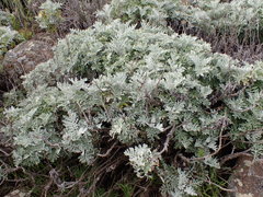 Constancea nevinii