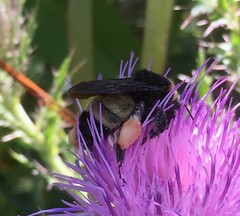 Bombus pensylvanicus image