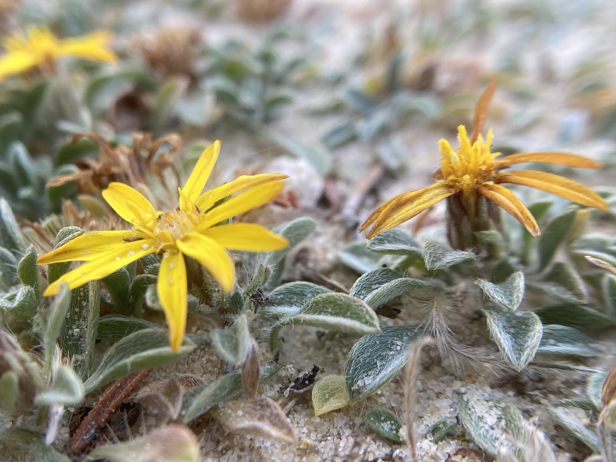 Heterotheca jonesii
