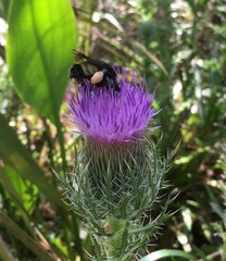 Bombus pensylvanicus image