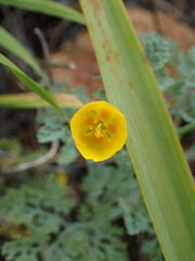 Eschscholzia ramosa