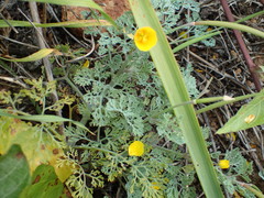 Eschscholzia ramosa