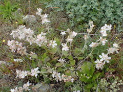 Malacothamnus clementinus