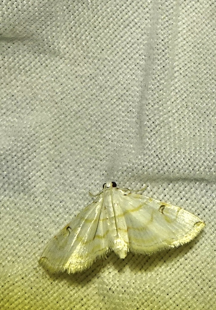 Neurophyseta sanramon