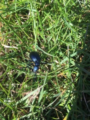 Meloe proscarabaeus
