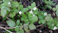 Rubus ursinus macropetalus