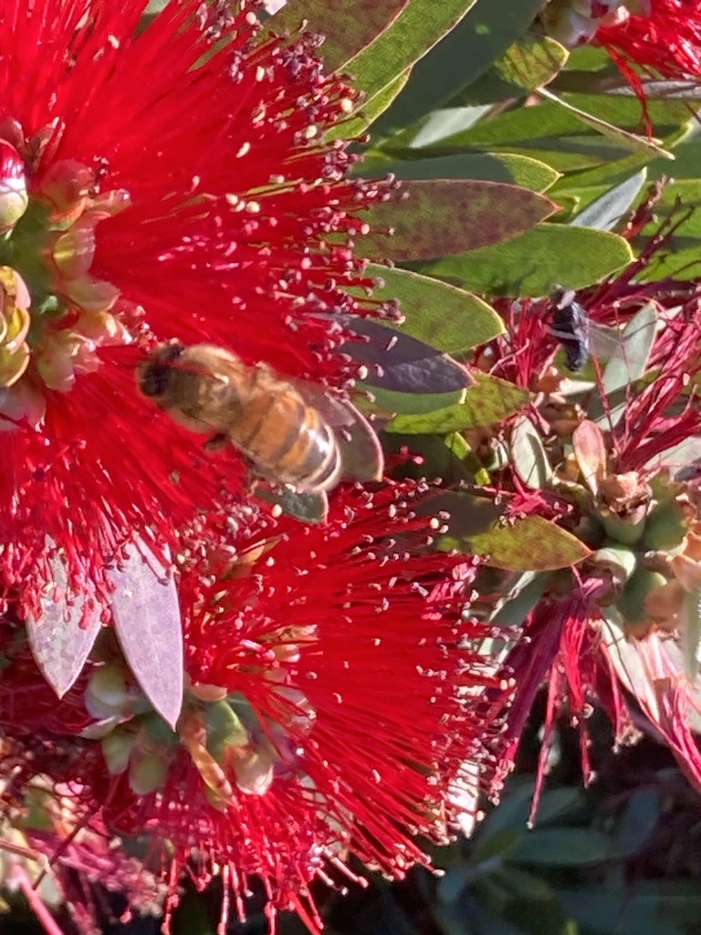 western-honey-bee-from-paoli-loop-rd-american-canyon-ca-us-on
