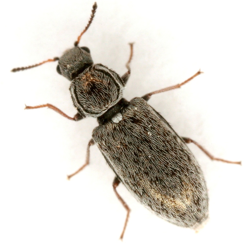 Leptovectura