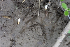 Ondatra zibethicus