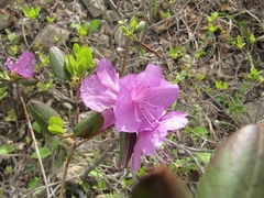 Rhododendron sichotense