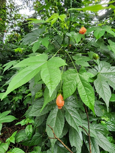 Abutilon pictum