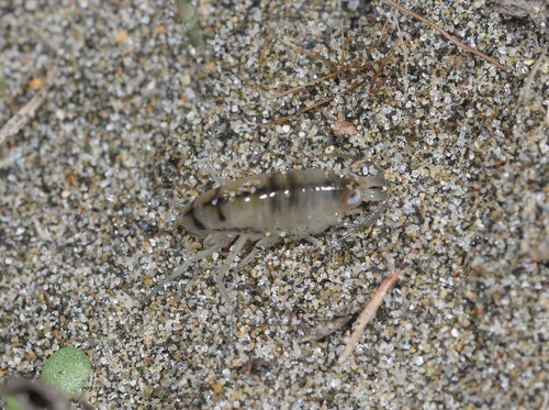 Wide-footed Sand Hopper