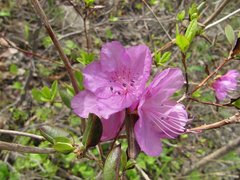 Rhododendron sichotense