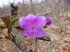 Rhododendron sichotense