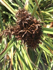 Cyperus planifolius